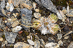 Moosartiger Steinbrech (Saxifraga bryoides) (21.07.2022, F224645)