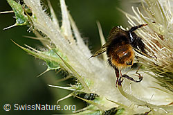 Bergwald-Hummel (Bombus wurflenii) auf Alpen-Kratzdistel (Cirsium spinosissimum) (F224657) Bergwald-Hummel (Bombus wurflenii) auf Alpen-Kratzdistel (Cirsium spinosissimum) (F224657)