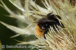 Bergwald-Hummel (Bombus wurflenii) auf Alpen-Kratzdistel (Cirsium spinosissimum) (F224661) Bergwald-Hummel (Bombus wurflenii) auf Alpen-Kratzdistel (Cirsium spinosissimum) (F224661)