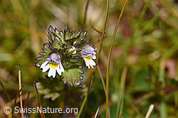 Zwerg-Augentrost (Euphrasia minima) (21.07.2022, F224669)