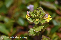 Zwerg-Augentrost (Euphrasia minima) (21.07.2022, F224673)