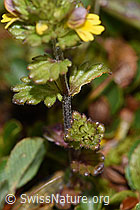 Zwerg-Augentrost (Euphrasia minima) (F224674)