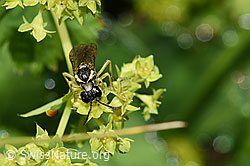 Tenthredo brevicornis (Blattwespe) (F224683)