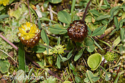 Braun-Klee (Trifolium badium) (21.07.2022, F224692)