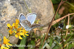 Himmelblauer Bläuling (Lysandra bellargus) an Grauem Greiskraut (Senecio incanus) (21.07.2022, F224702)