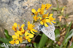 Himmelblauer Bläuling (Lysandra bellargus) an Grauem Greiskraut (Senecio incanus) (21.07.2022, F224704)