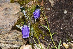 Scheuchzers Glockenblume (Campanula scheuchzeri) (F224706)