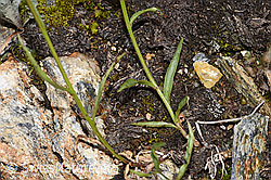 Scheuchzers Glockenblume (Campanula scheuchzeri) (F224707)