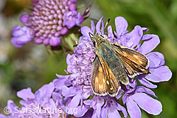 Weissfleckiger Kommafalter (Hesperia comma) auf Glänzender Skabiose (Scabiosa lucida) (F224711)