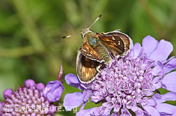 Weissfleckiger Kommafalter (Hesperia comma) auf Glänzender Skabiose (Scabiosa lucida) (F224712)