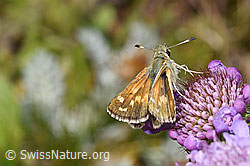 Weissfleckiger Kommafalter (Hesperia comma) auf Glänzender Skabiose (Scabiosa lucida) (F224713)