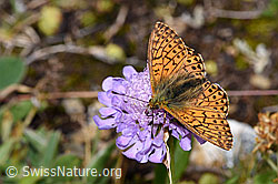Ähnlicher Perlmuttfalter (Boloria napaea) auf Glänzender Skabiose (Scabiosa lucida) (21.07.2022, F224716)
