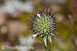 Scabiosa lucida (F224722)