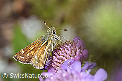 Weissfleckiger Kommafalter (Hesperia comma) auf Glänzender Skabiose (Scabiosa lucida) (21.07.2022, F224729)