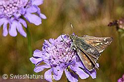 Weissfleckiger Kommafalter (Hesperia comma) auf Glänzender Skabiose (Scabiosa lucida) (21.07.2022, F224732)