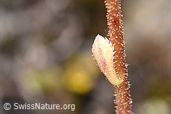 Trauben-Steinbrech (Saxifraga paniculata) (F224740)