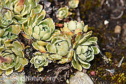 Trauben-Steinbrech (Saxifraga paniculata) (F224741)