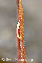 Trauben-Steinbrech (Saxifraga paniculata) (F224742)