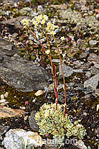 Trauben-Steinbrech (Saxifraga paniculata) (F224744)
