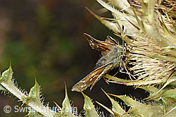 Weissfleckiger Kommafalter (Hesperia comma) auf Alpen-Kratzdistel (Cirsium spinosissimum) (F224748)