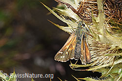 Weissfleckiger Kommafalter (Hesperia comma) auf Alpen-Kratzdistel (Cirsium spinosissimum) (F224753)