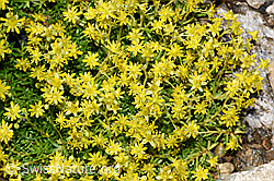 Saxifraga aizoides (F224757)