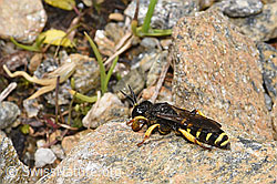 Crabro peltatus (Grabwespe) (21.07.2022, F224761)
