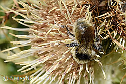 Berghummel (Bombus mesomelas) auf Alpen-Kratzdistel (Cirsium spinosissimum) (F224770)