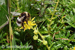 Berghummel (Bombus mesomelas) auf Bewimpertem Steinbrech (Saxifraga aizoides) (21.07.2022, F224774)