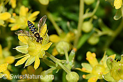 Gewöhnliche Langbauchschwebfliege (Sphaerophoria scripta) auf Bewimperter Steinbrech (Saxifraga aizoides) (21.07.2022, F224785)