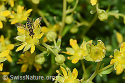 Gewöhnliche Langbauchschwebfliege (Sphaerophoria scripta) auf Bewimperter Steinbrech (Saxifraga aizoides) (21.07.2022, F224786)