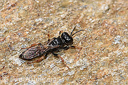 Crabro alpinus (Grabwespe) (F224791) Crabro alpinus (Grabwespe) (F224791)