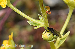 Tanzfliege der Gattung Hilara auf Bewimpertem Steinbrech (Saxifraga aizoides) (F224798) Tanzfliege der Gattung Hilara auf Bewimpertem Steinbrech (Saxifraga aizoides) (F224798)