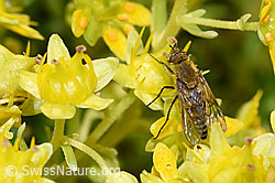 Gewöhnliche Stilettfliege (Thereva nobilitata) an Bewimpertem Steinbrech (Saxifraga aizoides) (21.07.2022, F224802)