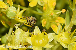 Thereva nobilitata on Saxifraga aizoides (F224804)