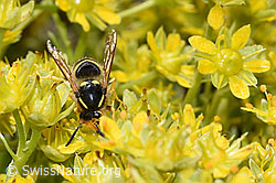 Waldwespe (Dolichovespula sylvestris) auf Bewimpertem Steinbrech (Saxifraga aizoides) (F224816)