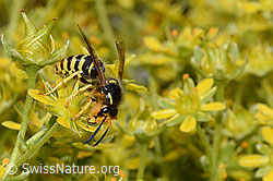 Waldwespe (Dolichovespula sylvestris) auf Bewimpertem Steinbrech (Saxifraga aizoides) (21.07.2022, F224823)