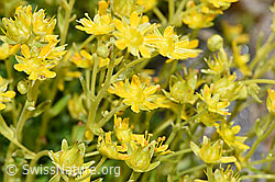 Bewimperter Steinbrech (Saxifraga aizoides) (21.07.2022, F224831)