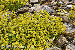 Bewimperter Steinbrech (Saxifraga aizoides) (21.07.2022, F224832)