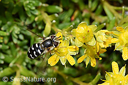 Späte Grossstirnschwebfliege (Scaeva pyrastri) auf Bewimpertem Steinbrech (Saxifraga aizoides) (21.07.2022, F224833)