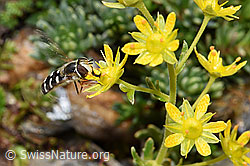 Späte Grossstirnschwebfliege (Scaeva pyrastri) auf Bewimpertem Steinbrech (Saxifraga aizoides) (F224834)
