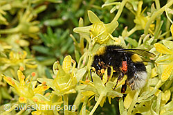 Hellgelbe Erdhummel (Bombus lucorum) auf Bewimpertem Steinbrech (Saxifraga aizoides) (21.07.2022, F224839)