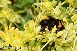 Hellgelbe Erdhummel (Bombus lucorum) auf Bewimpertem Steinbrech (Saxifraga aizoides) (21.07.2022, F224840)