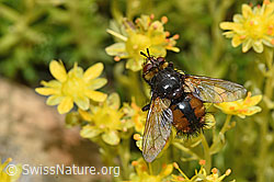 Igelfliege (Tachina fera) auf Bewimpertem Steinbrech (Saxifraga aizoides) (21.07.2022, F224844)