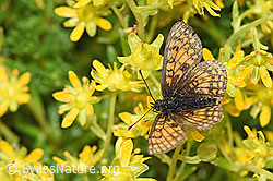 Wachtelweizen-Scheckenfalter (Melitaea athalia) auf Bärtige Glockenblume (Campanula barbata)