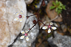 Sternblütiger Steinbrech (Saxifraga stellaris) (21.07.2022, F224855)