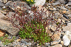 Sternblütiger Steinbrech (Saxifraga stellaris) (21.07.2022, F224861)