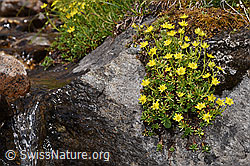 Saxifraga aizoides (F224862)