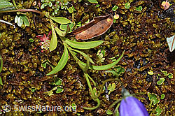 Scheuchzers Glockenblume (Campanula scheuchzeri) (F224866)