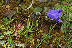 Scheuchzers Glockenblume (Campanula scheuchzeri) (21.07.2022, F224867)